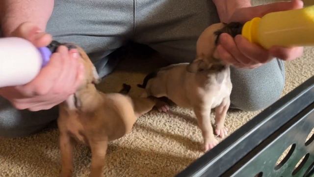 Sorrells Frankie-Bomp x Miss Bull pups  3 wks