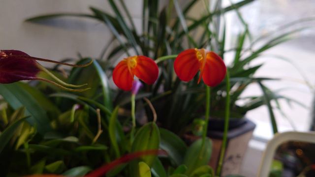 Масдеваллия Игнеа. Masdevallia Ignea. Январь 2024
