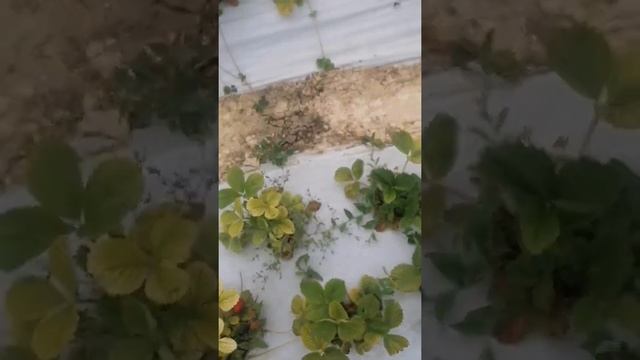 Динамика клубники сорт "Альбион". Сбор ягоды 3 июня