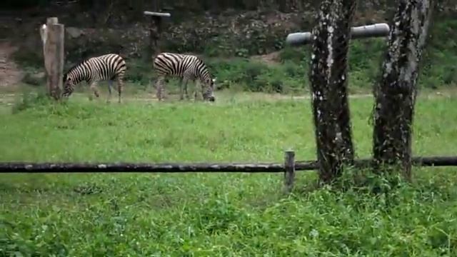 Savana World in Zoo Negara - Take from Samsung ST500
