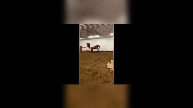 Кошки и?? ПРИКОЛЫ.mp4