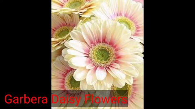 Decoration Flowers | Plants | Flowers | Gerbera daisy and Gladiolus hybrida Plants