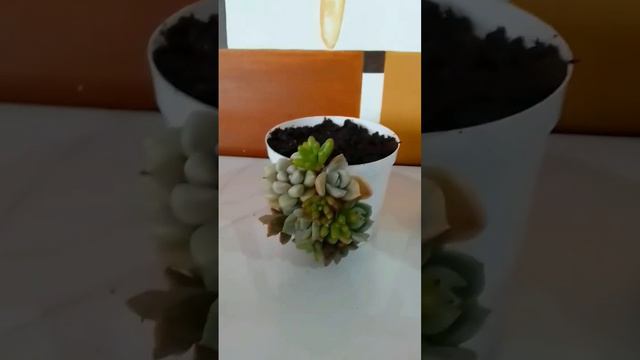vaso da moda com vaso e suculentas simples