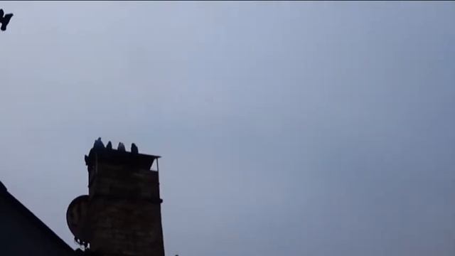 Голуби. Мариуполь. Александр Попов