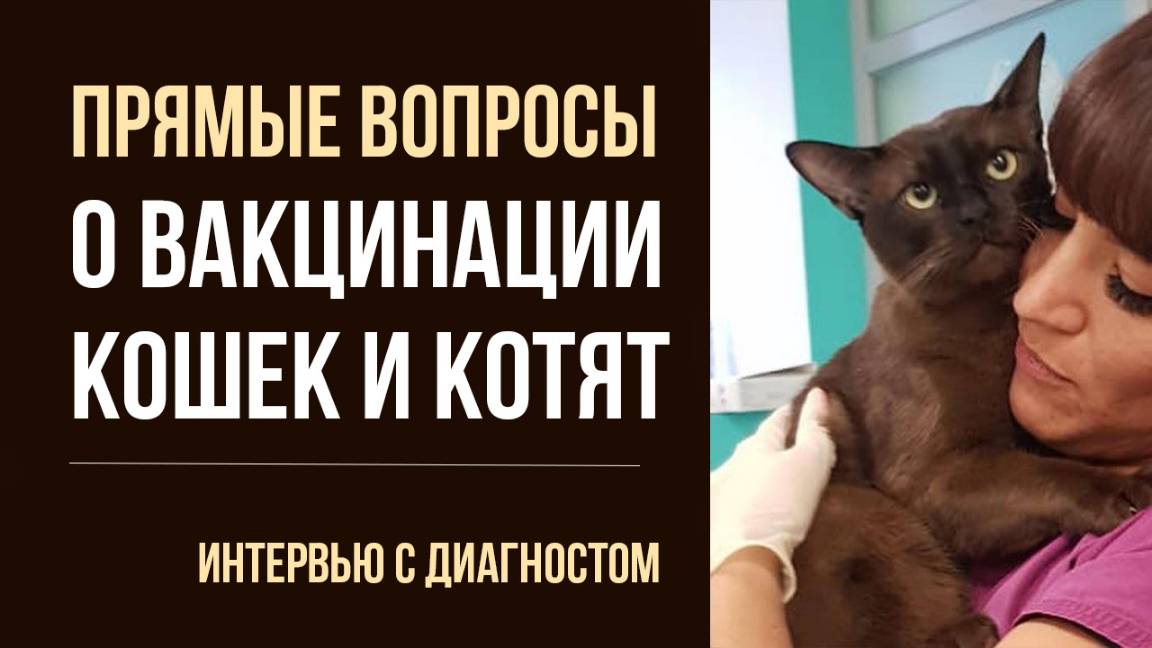 Как безопасно избавить кошку от ушного зуда, блох и клещей | О котятах и взрослых кошках