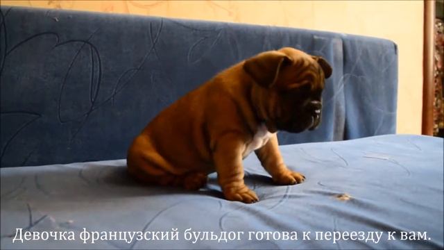Щенок Французский бульдог девочка!!!