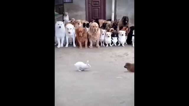 Funniest Animals ? New Funny Cats And Dogs Videos ??
