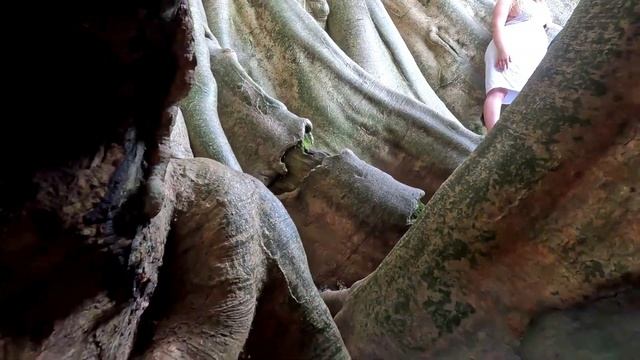 Bali Banyan Ancient tree  Бали древнее дерево Баньян