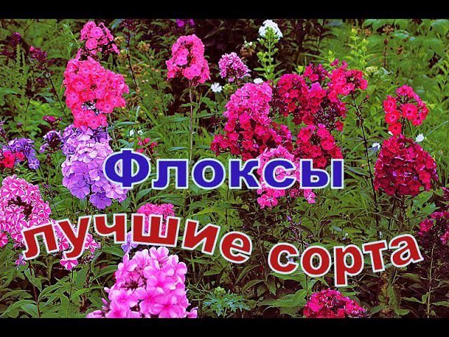 Флоксы лучшие сорта