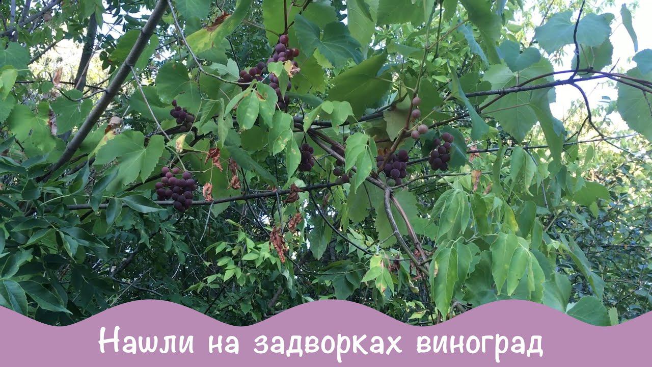 Задворки. Моя дача 05.09.2021 (44) Урожай сентября.