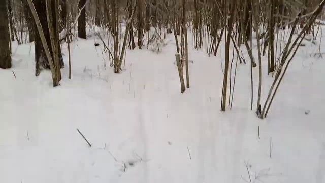 Охота на куницу капканами предновогодняя проверка путика.#2023 #охотанакуницу #промысел #тайга .