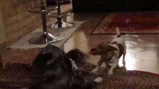 Catahoula Dog Lara and Jack Russell Tsiou