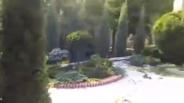 НИВАКИ. Сосна обыкновенная. В гостях у Львов.