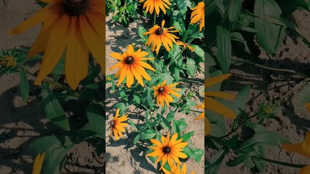 Всем удачи и отличного настроения!? Вот и лето прошло. Осень. Пчела на цветке. Хорошее настроение.