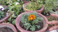 #Gazania F1 Hybrid Flowers blooms in Spring at Asim Rooftop Garden