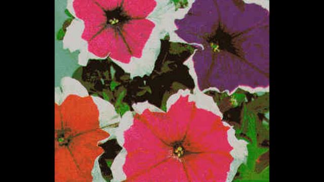 Don Giovanni - Petunia Street