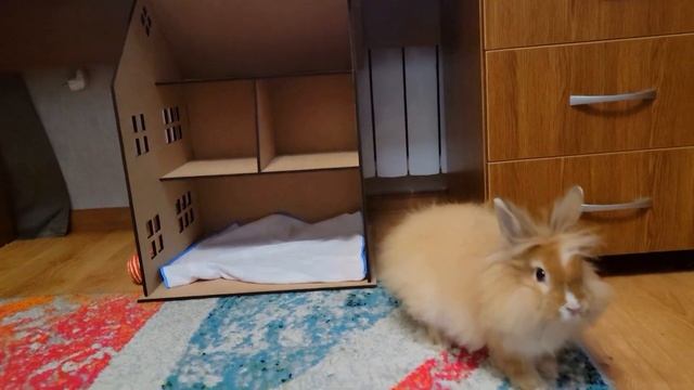 Смешной Кролик бегает и ищет Котёнка, который спрятался от кролика