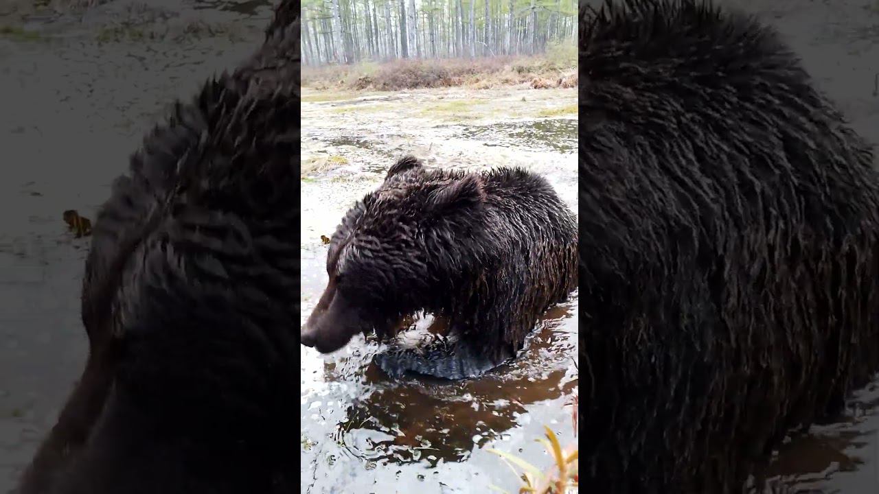 Поздоровался с медведицей. #bear