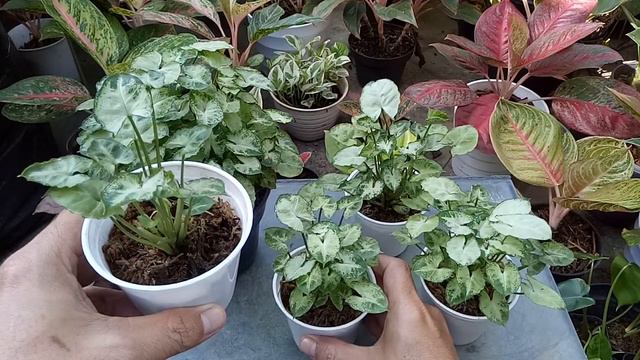 Baby Syngonium Mini