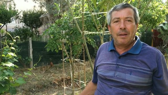 L' orto del Futuro produzione pomodori e melanzane innestate su albero SOLANUM