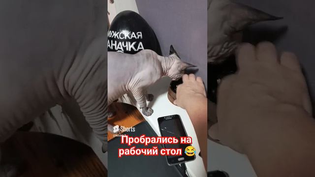 #catshorts #котята #cat #животные