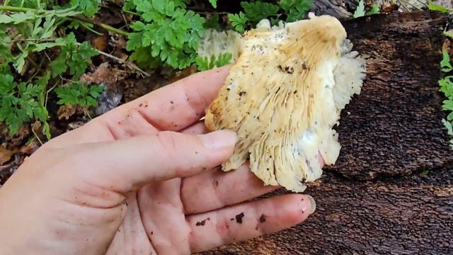 Начались осенние каникулы. Готовим дачу к зиме
