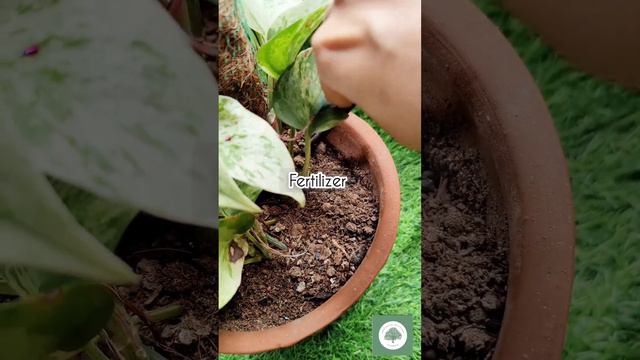 Marble Queen Pothos/Marble Queen Money Plant Full Caretips | How to Grow | Know the Do-Don'ts |