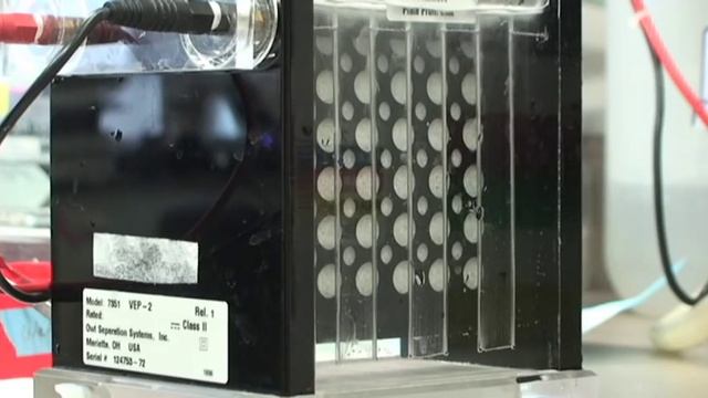 In the Lab - Western blotting