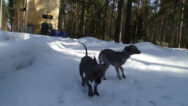 ксоло щенки лиса и саша