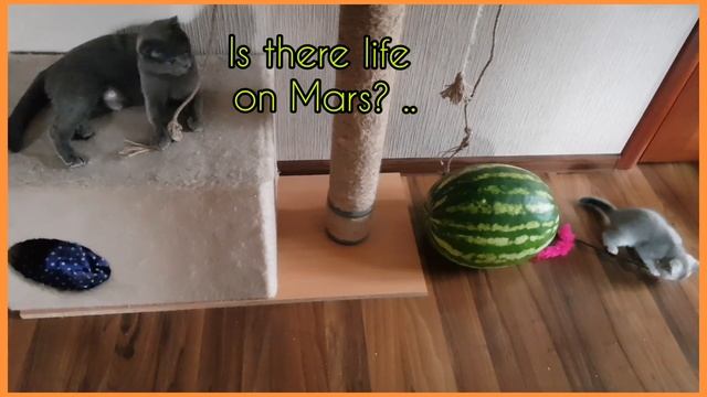Кошка Шуня и её котята