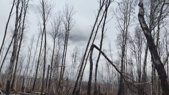 Чубака в лесу сломал весь лес