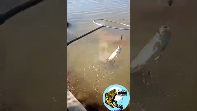 Клёвая рыбалка в Лёдово