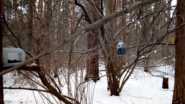 Лесные жители. Во Славу ИСВ! Во Славу Государыни Матушки! Во Славу Алены Полынь!