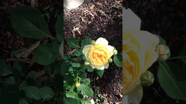 Teasing Georgia rose