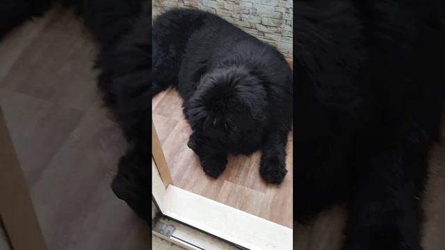 Друзья помогите пожалуйста собрать на корм или кормам ! ( 8 🐈 и 1 🐕 ) 🙏🙏🙏