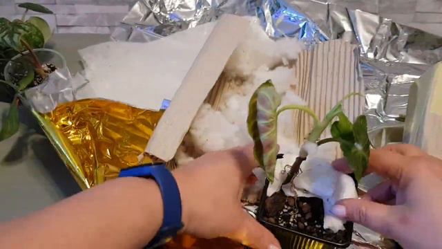 roślinny unboxing z FB philodendron plowmanii verrucosum Tambillo syngonium Green Beauty, Neon Arro