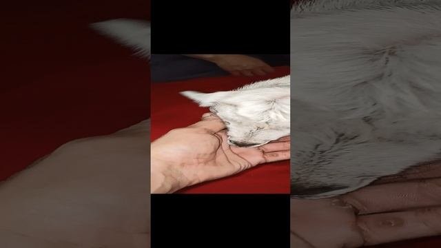 Хозяйство добавилось.
