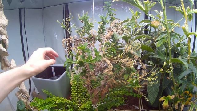 Стевия в аквапонике