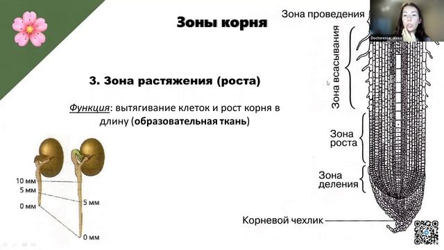 Зоны корня | БИОЛОГИЯ ОГЭ 2023