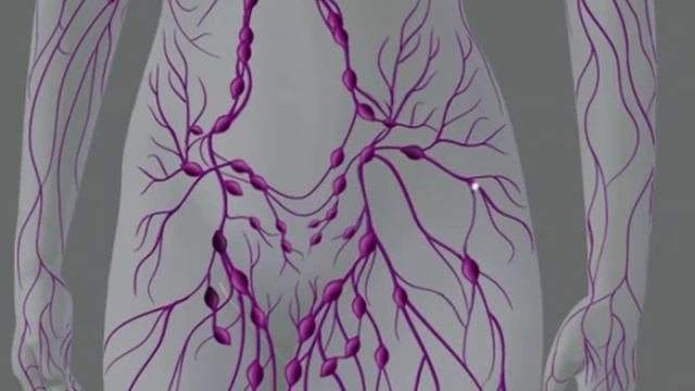 Лимфатическая система