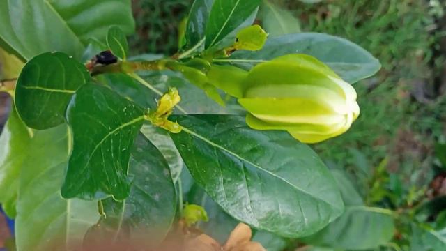 Crape Jasmine || Florida Gardenia Cape Jasmine  #nature