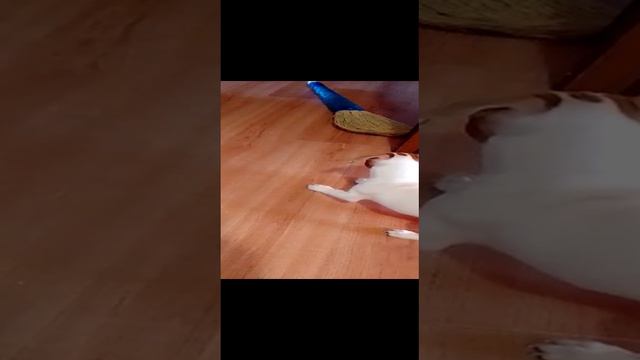 война с жутким веником.