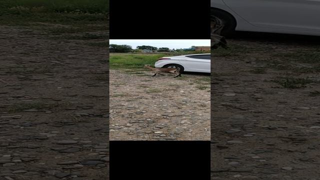 козы
