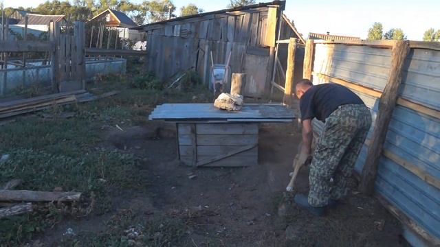 Русская гончая. 3 месяца