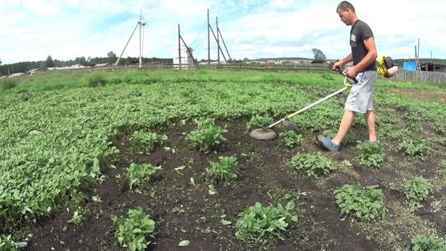 Прополка картошки триммером.