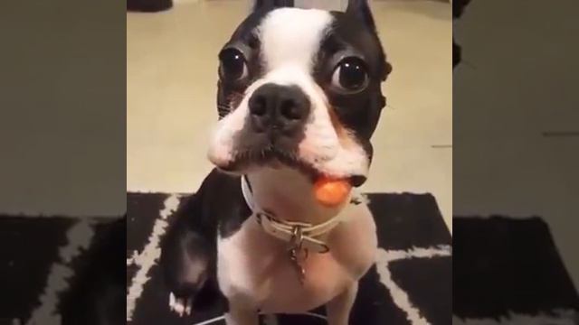 Прикол с собакой