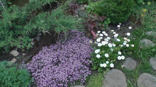 Конец июня 2017 Кусочки сада