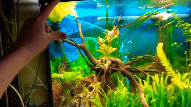 Стимуляция рыб к нересту