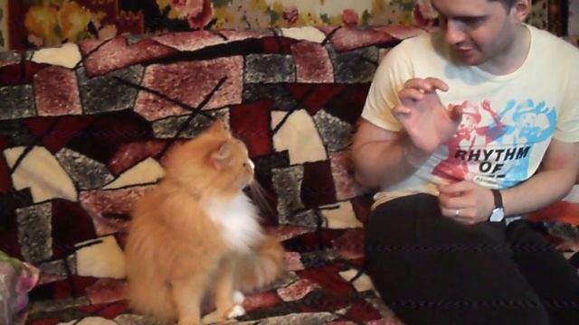 ? Не дразните кошку!