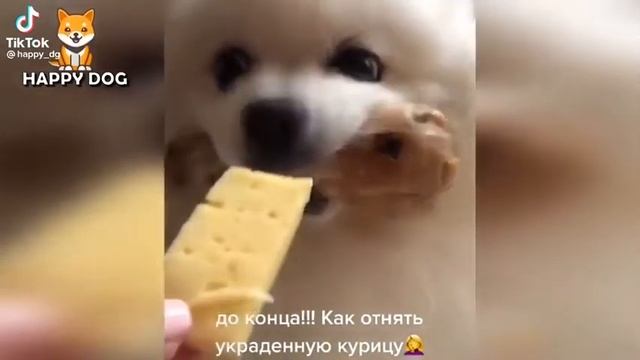 как забрать у собаки украденную вещь